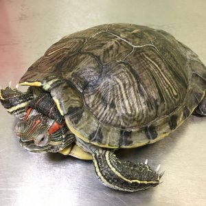 Черепаха «Жуня» (Бронхопневмония)