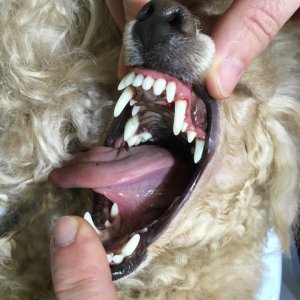 Собака «Люся» (Чистка зубного камня)