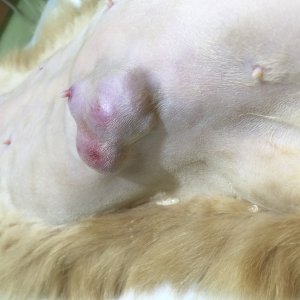 Кошка «Лиза» (Новообразование молочной железы)