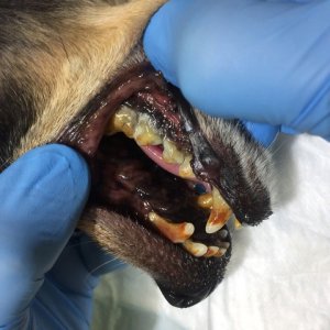 Собака «Муха» (Ультразвуковая чистка зубов, полировка, удаление больных зубов)